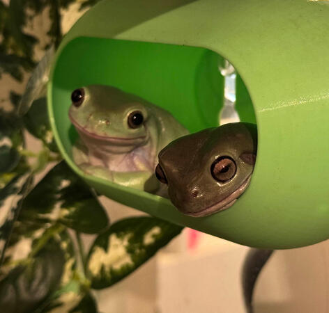 White's Tree Frogs Dumpling and Soup Two grinning frogs are nestled inside a green, rounded enclosure.